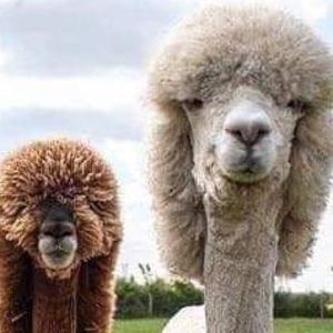 Meet your Posher, Corina